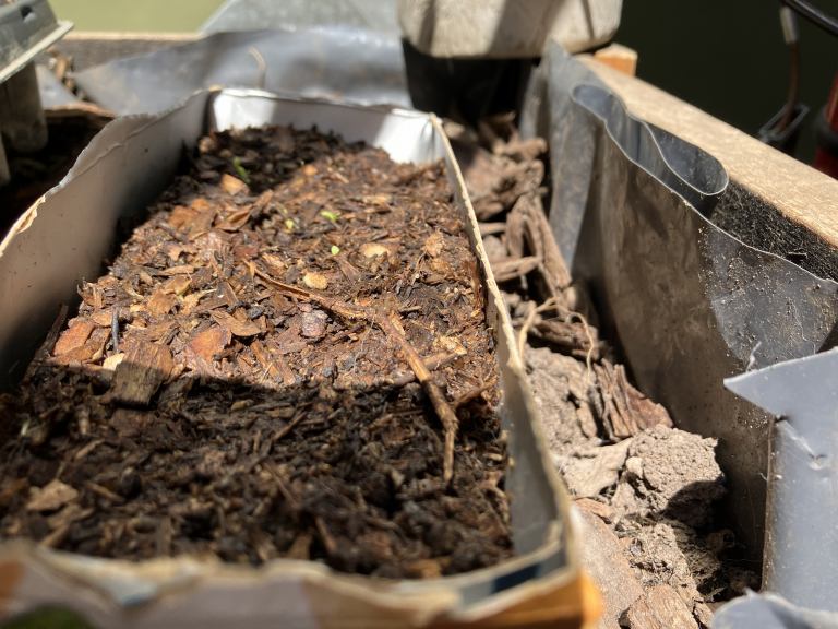 Seed tray with chamomile